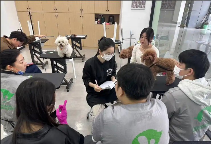 天门市宠物美容师宠物美容培训学校 - 一站式服务